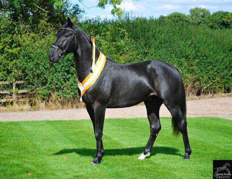 Dvorak Stallion